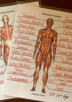 two diagrams of the muscular system are shown on top of each other in this image