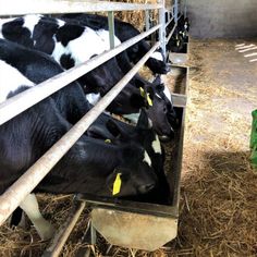 several cows are eating hay in their pen