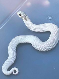 a white snake is shown on the water