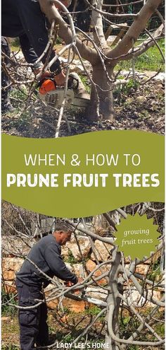 a man cutting branches with a chainsaw in front of him and the words when & how to prune fruit trees