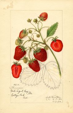 a drawing of strawberries with leaves and flowers