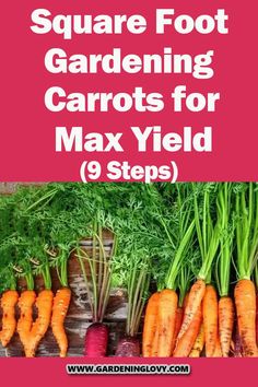 some carrots and radishes with the words square foot gardening carrots for max yield