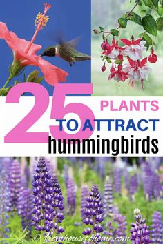 Hummingbird Plants: 25+ Of The Best Flowers That Attract Hummingbirds Butterfly Gardens, Habitat Garden