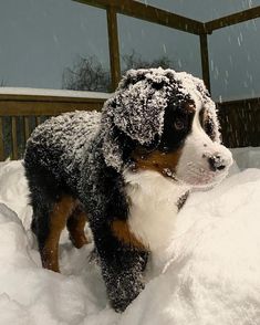 a dog that is standing in the snow