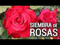 a red rose with the words sembra de rosas in front of it