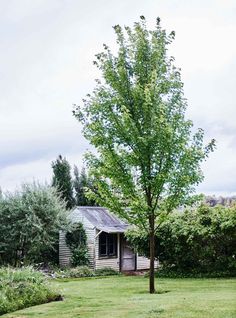 a tree in the middle of a yard next to a small house with a shed on it