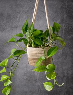 a potted plant hanging from a rope with some green leaves on the top and bottom