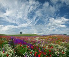 a field full of flowers under a blue sky with white clouds above it and a lone tree in the distance