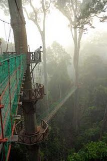 a tree top walkway in the middle of some trees