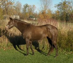 a brown horse standing on top of a lush green field next to tall dry grass