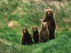 four brown bears sitting in the grass near some trees and bushes with one bear looking at the camera