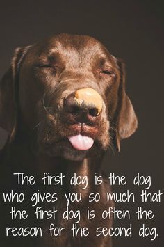 the first dog is the dog who gives you so much that the first dog is often the reason for the second dog