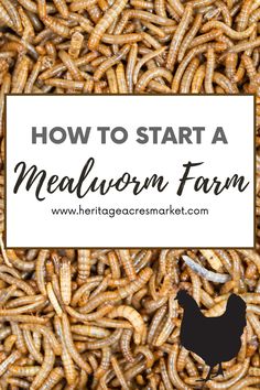 how to start a meatloom farm