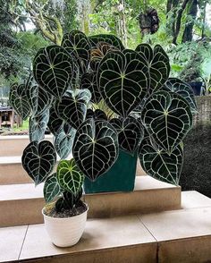 a potted plant sitting on top of some steps