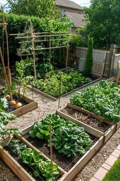 Raised garden beds filled with leafy greens, vegetables, and trellises, set in a sunny backyard with a gravel pathway and a wooden fence. Small Vegetable Garden Design Backyards, Sloped Backyard Landscaping Ideas, Backyard Vegetable Garden Ideas, Vege Garden Ideas, Home Vegetable Garden Design, Vegetable Garden Layout Design, Backyard Vegetable Garden, Sloped Backyard Landscaping, Vegetable Garden Ideas