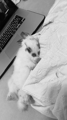 a small white cat laying on top of a bed in front of a laptop computer