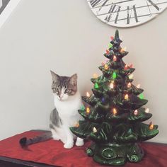 15 Cat Proof Christmas Tree Ideas for a Pet-Friendly Holiday 4