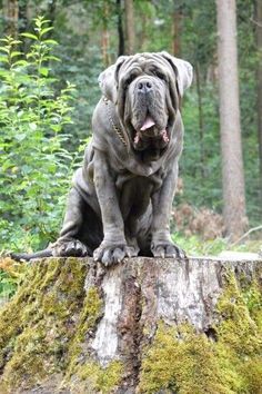 a large dog sitting on top of a tree stump