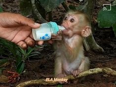 a baby monkey is being fed from a bottle