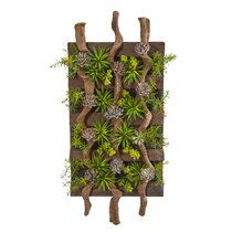 an arrangement of succulents and pineconi arranged on a wooden wall