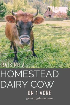 raising a homestead dairy cow on one acre growing dawn pin image Cow Home, Cow Enclosure, Cow Pasture Ideas, Raising Cows For Beginners, Cow Care Tips, Dairy Cow, Buying Half A Cow, Raising Cows For Meat, Dairy Cow Homestead