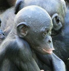 a group of baby chimpanllas sitting next to each other