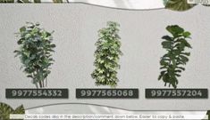 four different types of plants on a white wall with green leaves and numbers in the bottom right corner