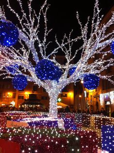 christmas lights decorate trees and bushes in the city