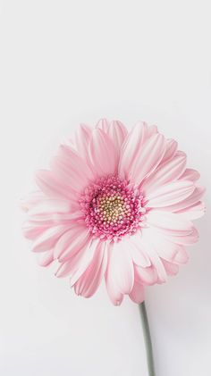 a single pink flower is shown against a white background with room for text or image