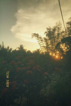 the sun is setting behind some trees and flowers