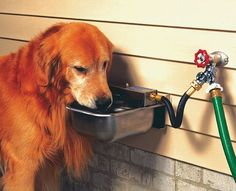 a dog drinking water out of a bowl on the side of a house next to a hose