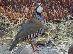 a bird standing on top of a pile of dry grass