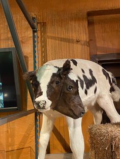 a fake cow standing on top of a hay bale in front of a tv