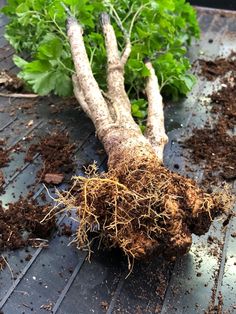 a bunch of roots that are laying on the ground next to some dirt and plants