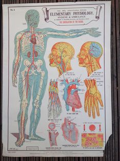 an old poster shows the anatomy of the human body