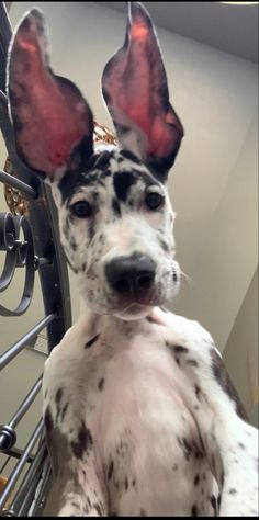 a dalmatian dog with big ears standing in front of a mirror