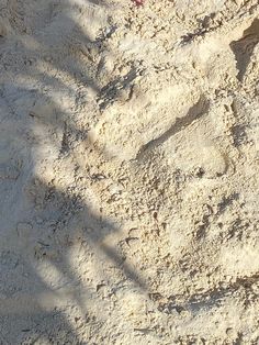 a red fire hydrant sitting on top of a sandy beach next to a tree