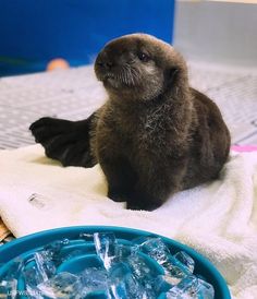 a baby seal sitting on top of a towel