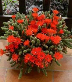 a potted plant with red flowers in it