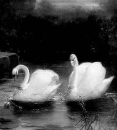 two white swans swimming in the water