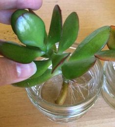 a person is holding a plant in two small glass vases on a wooden table