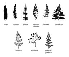 different types of trees and their names