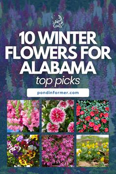 Article about the 10 best winter flowers for Alabama, perfect for adding color to your garden during the colder months.

Winter flowers, Alabama, Winter plants, Top plant picks