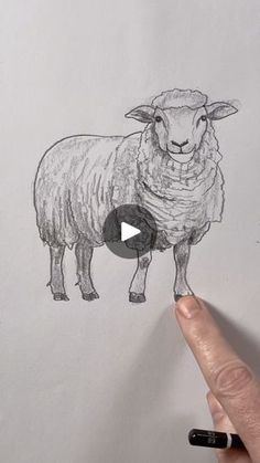 a drawing of a sheep is being drawn