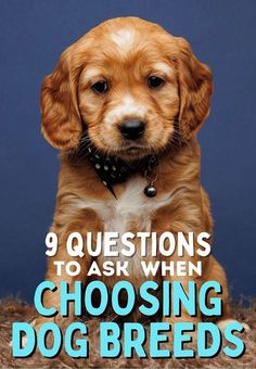 a brown dog sitting in front of a blue background with the words 9 questions to ask when choosing dog breeds