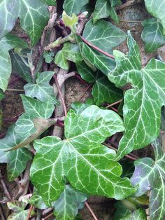 green leaves growing on the side of a tree