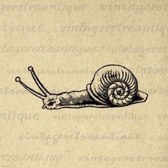 an ink drawing of a snail on top of a piece of paper with writing underneath it