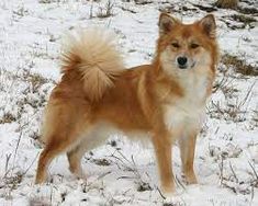 a brown and white dog standing in the snow