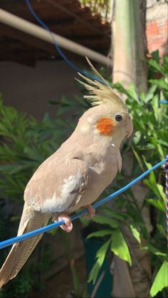 a bird sitting on top of a blue wire next to green plants and trees in the background