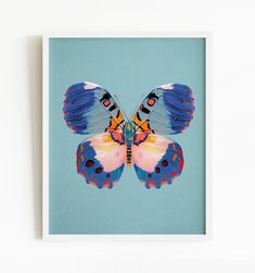 a colorful butterfly on a blue background is featured in the frame, and it appears to be floating